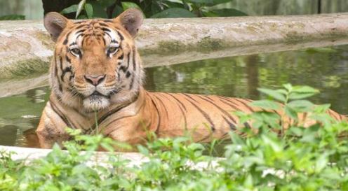 MP Tiger Deaths 2025-2026: टाइगर स्टेट मध्यप्रदेश में 14 महीने में 81 बाघों की मौत, वन विभाग की बढ़ी चिंता