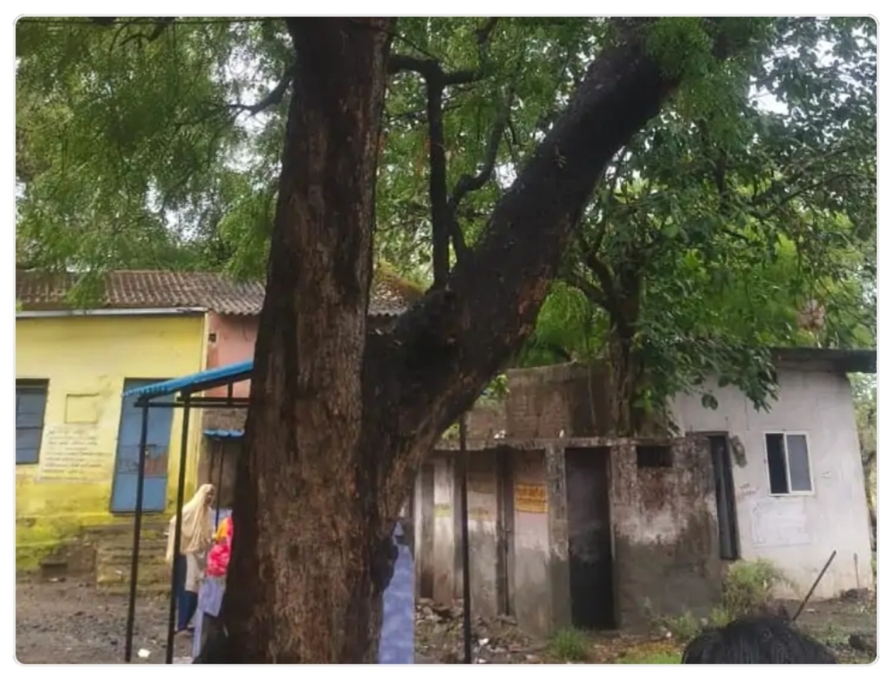 Dhar में आकाशीय बिजली का बड़ा कहर: मनावर के बालिपुर स्कूल पर गिरा विशाल नीम का पेड़, टला बड़ा हादसा