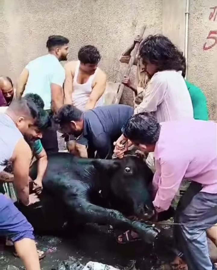 Dewas में खुले नाले में फंसी गाय का सफल रेस्क्यू: पूरी रात चला संघर्ष, लोगों ने उठाए सुरक्षा पर 5 बड़े सवाल