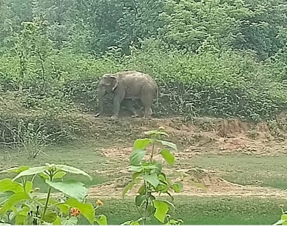 Anuppur में हाथियों का आतंक: 3 हाथियों के दल ने मचाई भारी तबाही, NH-43 तक पहुंचने से दहशत