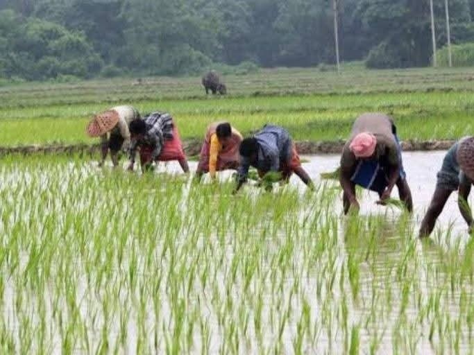 मानसून की बेरुखी से किसान चिंतित, धान की रोपाई पर संकट के बादल
