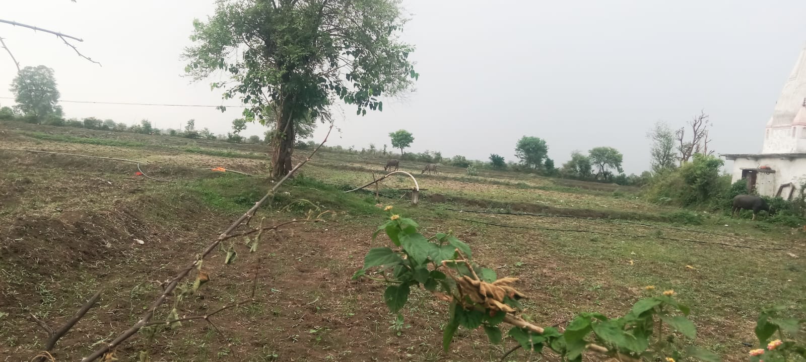 रायसेन में बारिश का इंतजार: सूखे खेतों ने बढ़ाई किसानों की चिंता, धान की रोपाई पर संकट के बादल