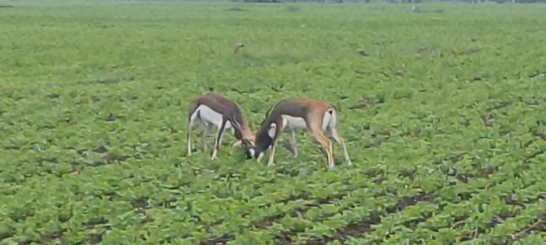 सोयाबीन की जगह अरहर, स्वीट कॉर्न और मूंगफली की खेती कर किसान ने रची सफलता की नई कहानी, फसल विविधीकरण से बढ़ी आमदनी