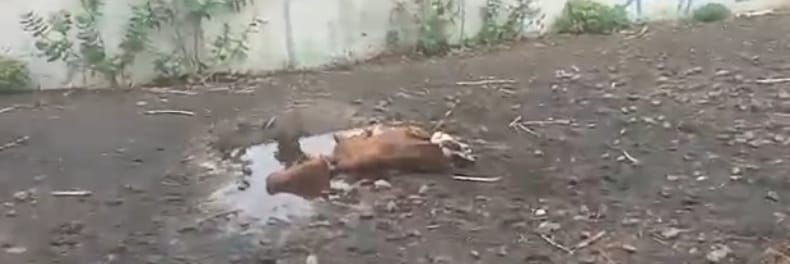 काबरवा