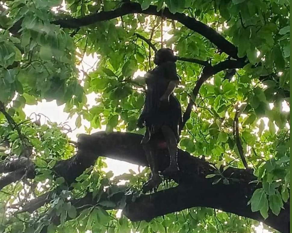 Shahdol : देवलोंद के जंगल में लापता 18 वर्षीय युवती का शव पेड़ से लटका मिला, जांच में जुटी पुलिस
