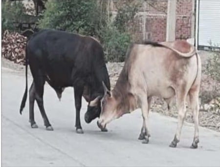 सांडों की लड़ाई से सदर बाजार में मची अफरा-तफरी, आधे घंटे तक यातायात रहा बाधित