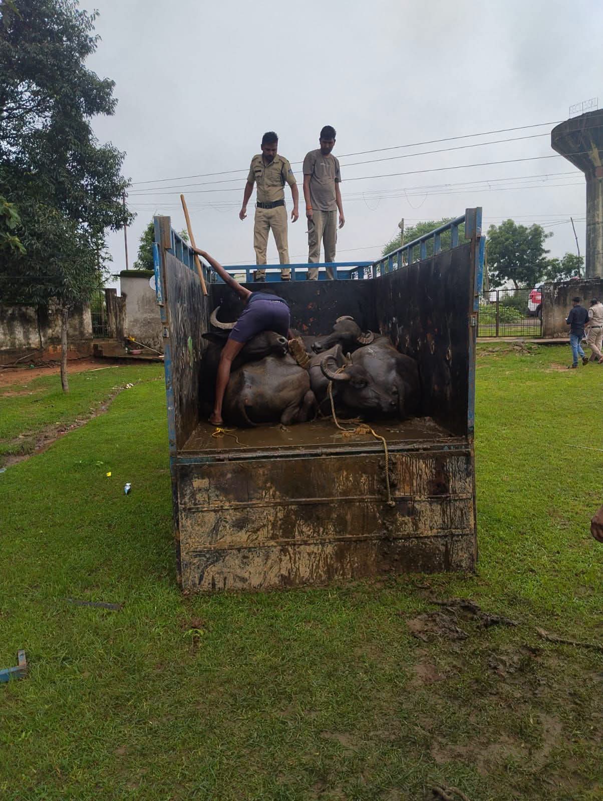 अनूपपुर में पशु तस्करी पर भालूमाड़ा पुलिस की बड़ी कार्रवाई, 15 मवेशी मुक्त; दो पिकअप वाहन जब्त