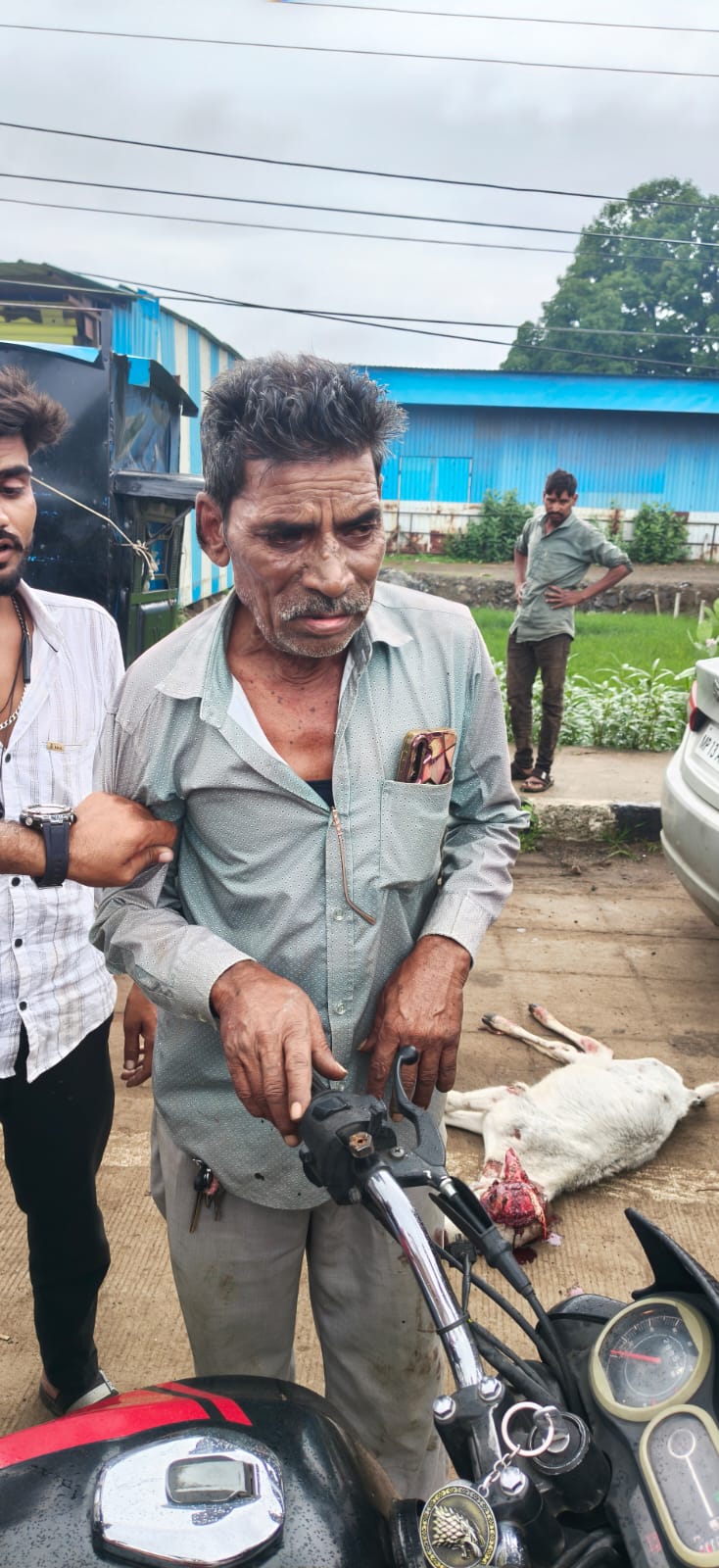 Bhopal : नशे में धुत मालवाहक चालक की लापरवाही, लोडर की टक्कर से गाय का बछड़ा गंभीर घायल