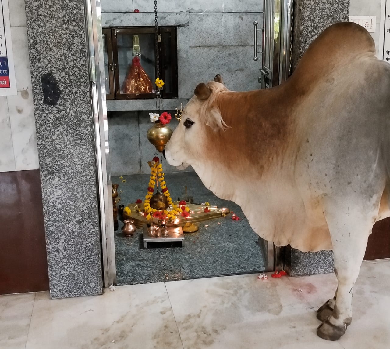 दिव्य चमत्कार 2026: श्रावण मास में नंदी ने की बाबा भूतेश्वर महादेव की परिक्रमा, श्रद्धालु हुए भाव-विभोर