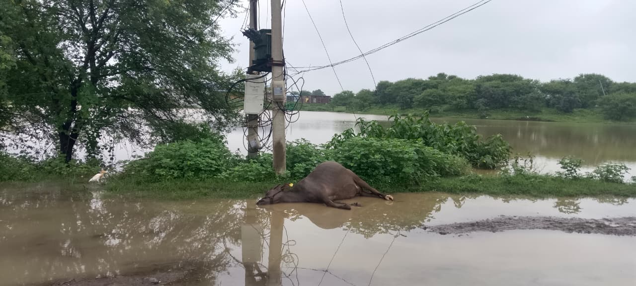 मऊ में ट्रांसफार्मर से फैले करंट की चपेट में आई भैंस, दर्दनाक मौत; ग्रामीणों ने हादसे की आशंका जताई
