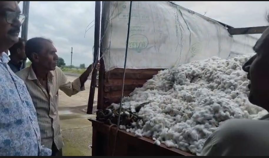 सिंघाना मंडी में पहले दिन 7 किसानों ने बेची कृषि उपज, कपास ₹8,225 क्विंटल बिका