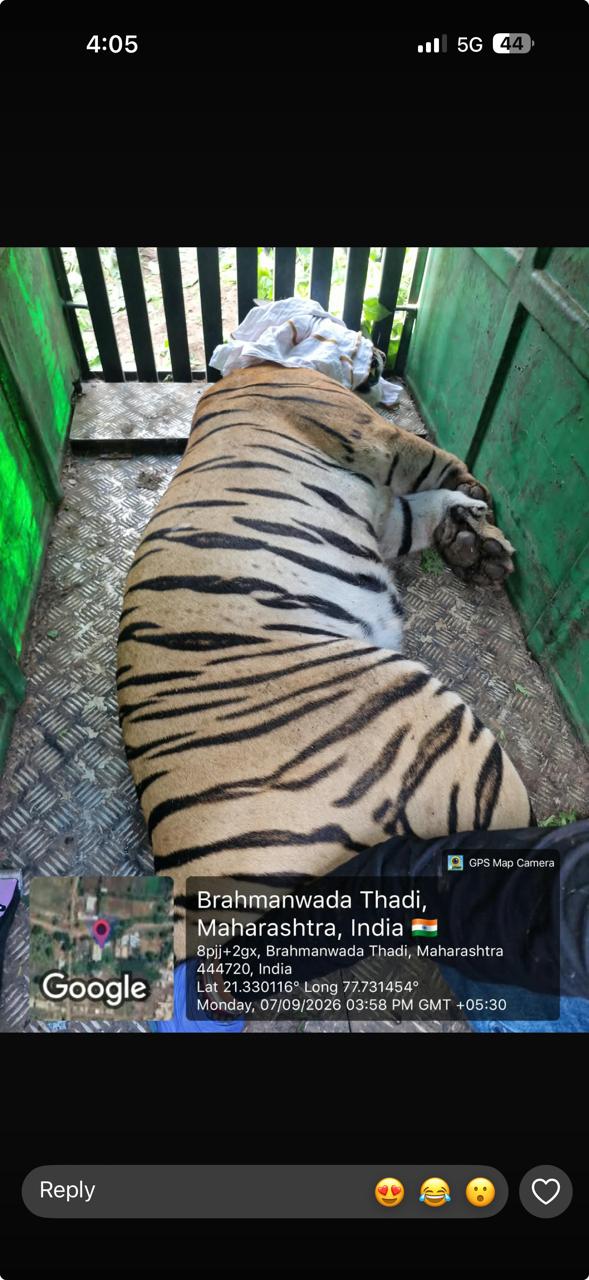 आठनेर में पुलिस और वन विभाग की संयुक्त टीम ने बाघ को सुरक्षित पकड़ा, ग्रामीणों में फैली दहशत खत्म, मिली बड़ी राहत।