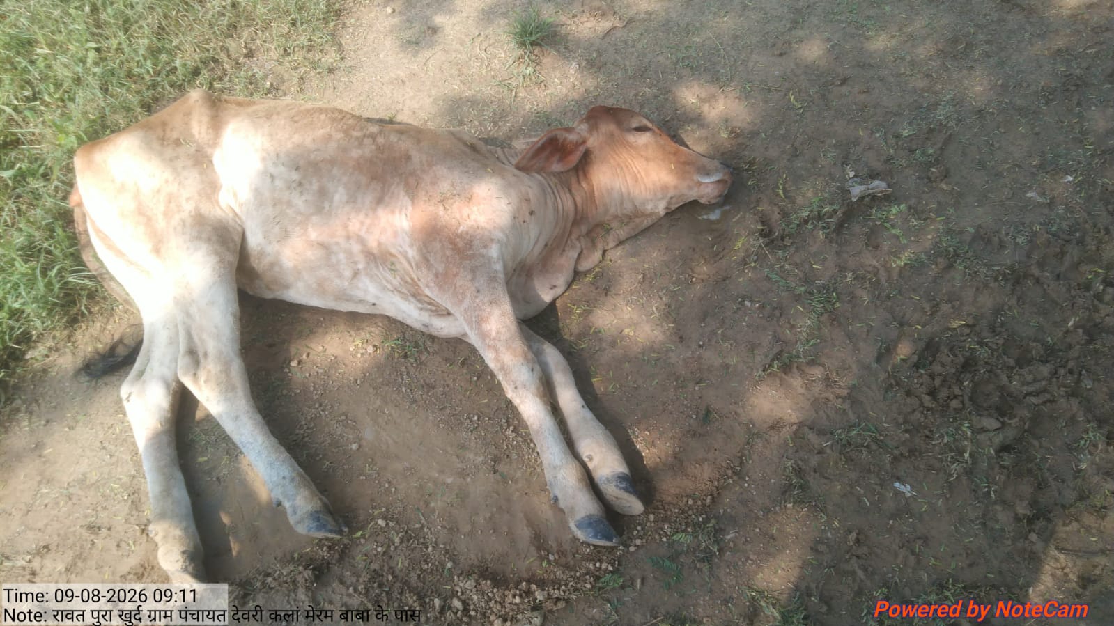 रावतपुरा कलां में लंपी रोग को लेकर बढ़ी चिंता, गोवंश के उपचार और वैक्सीनेशन की मांग