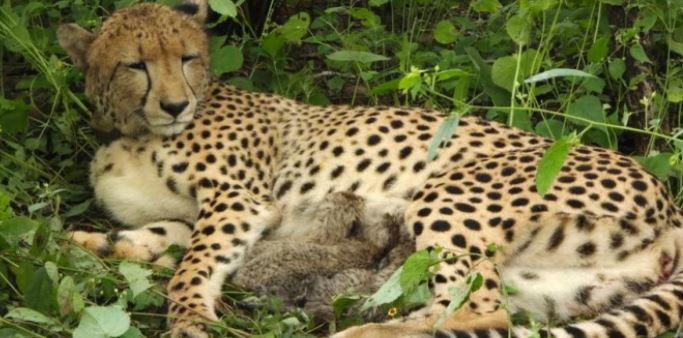 Kuno Cheetah Project: कूनो में भारत में जन्मी मादा चीता ने चार शावकों को दिया जन्म, देश में संख्या बढ़कर 56 हुई