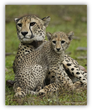 Project Cheetah Phase 2: भारत लाए जाएंगे 12 और चीते, कूनो में तैयारियां तेज