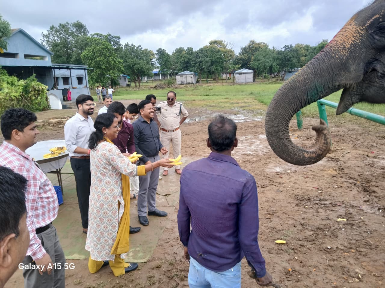 Panna Tiger Reserve में हाथी रेजुविनेशन कैंप शुरू, स्वास्थ्य और संरक्षण पर जोर