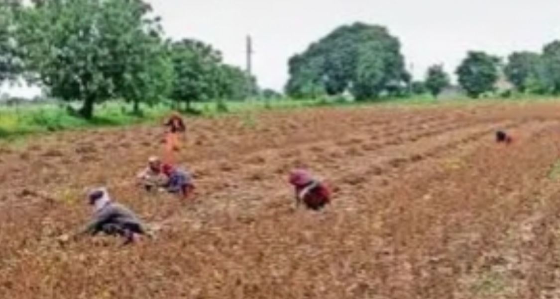 सोयाबीन कटाई के लिए मजदूरों का टोटा, बढ़ी मजदूरी से किसान चिंतित