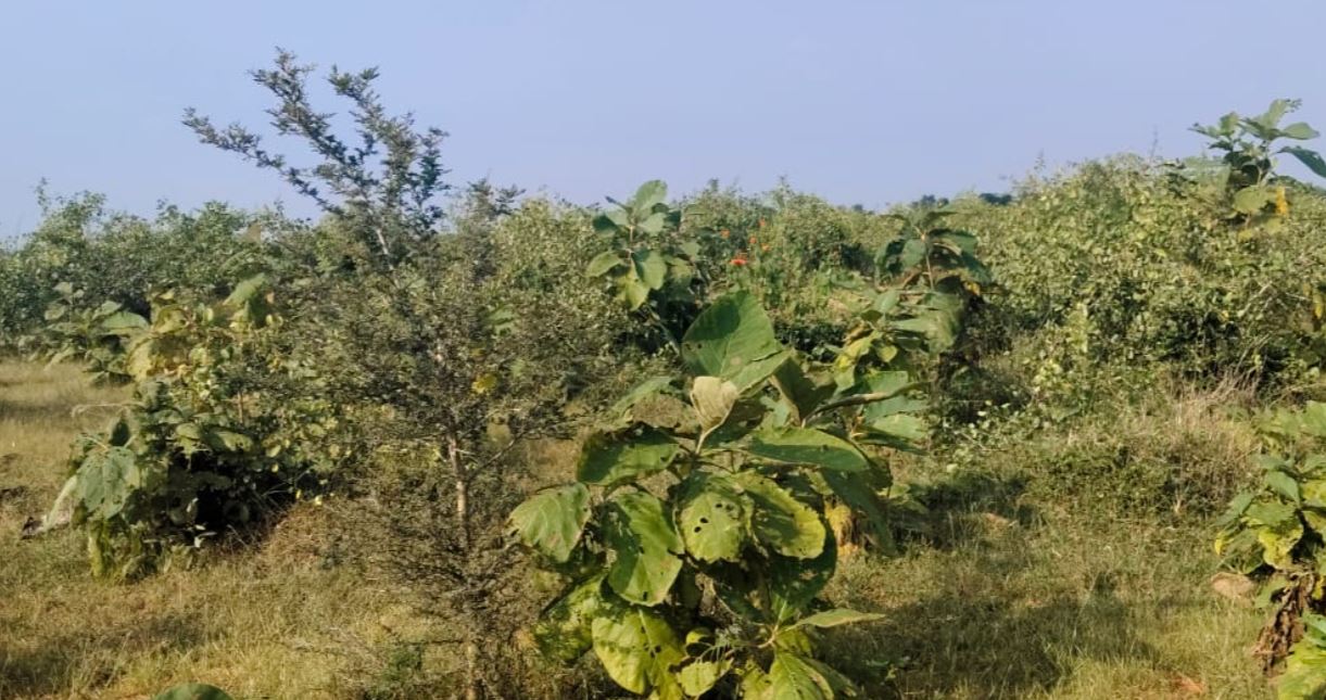 Tikamgarh के कारी जंगल में 300 से अधिक सागौन के पेड़ कटने, 40-50 अवैध खदानों और 150 एकड़ वन भूमि पर कब्जे का आरोप, वन विभाग पर उठे सवाल