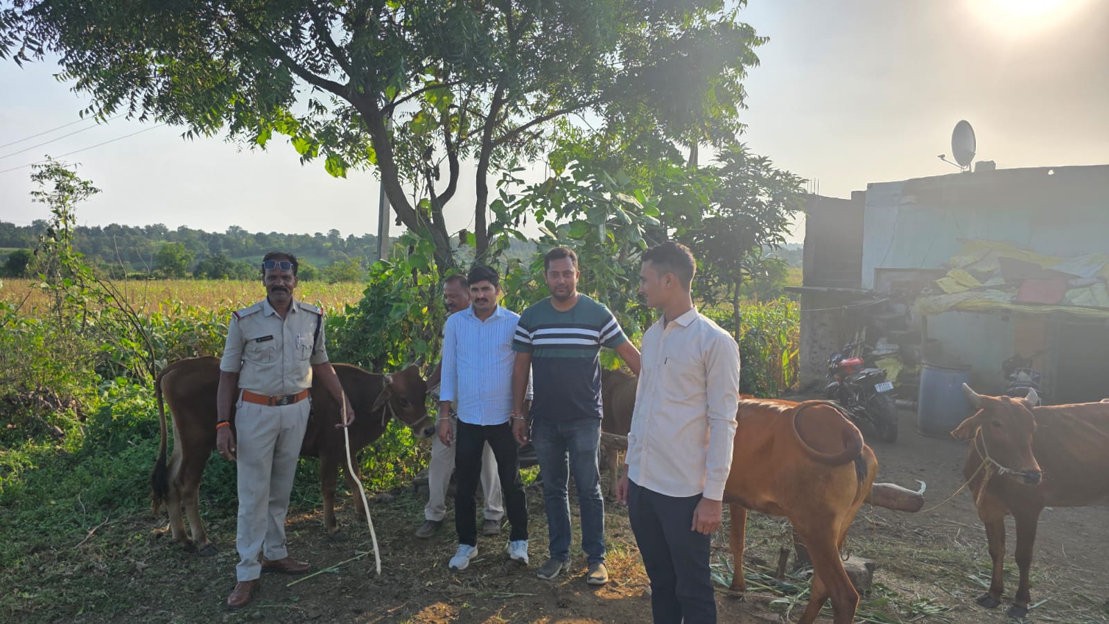 आठनेर पुलिस की कार्रवाई, क्रूरता पूर्वक ले जाए जा रहे चार गौवंश जब्त